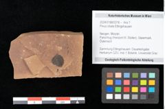 Foto (Objekt + Etikett) von Cathaya sp. (NHMW-GEO-2024-0188-0318)
